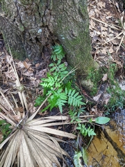 Lorinseria areolata image