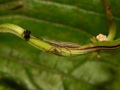 Eucomatocera vittata