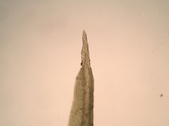 Weissia brachycarpa