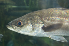Asian Sea Perch photo 2