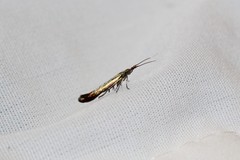 Coleophora deauratella