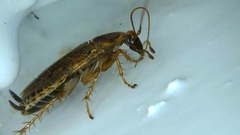Ectobius lapponicus