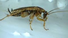 Ectobius lapponicus