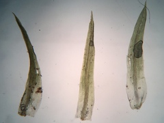 Weissia brachycarpa