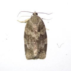 Choristoneura conflictana