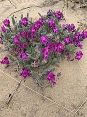 Oxytropis lanata
