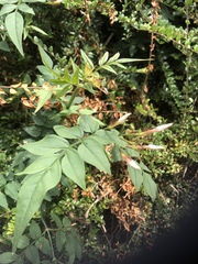 Jasminum officinale