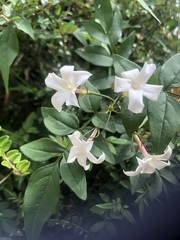 Jasminum officinale