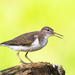 Common Sandpiper - Photo (c) Вячеслав Ложкин, some rights reserved (CC BY-NC), uploaded by Вячеслав Ложкин