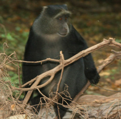 Cercopithecus mitis