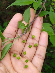 Acalypha filipes