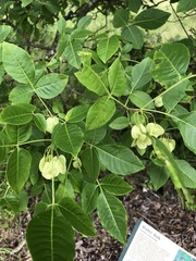 Ptelea trifoliata mollis