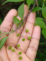 Acalypha filipes