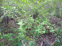 Acalypha filipes