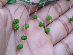 Acalypha filipes