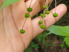 Acalypha filipes