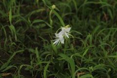 Habenaria grandifloriformis