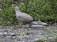 Streptopelia decaocto
