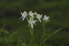 Habenaria grandifloriformis