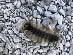 Lymantria dispar