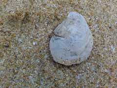 Ostrea edulis