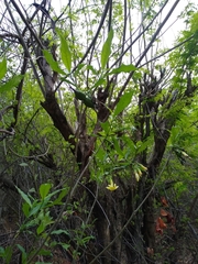 Tabernaemontana ochoterenae