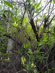 Tabernaemontana ochoterenae