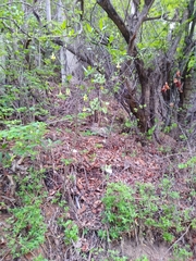 Tabernaemontana ochoterenae