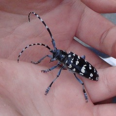 Anoplophora chinensis