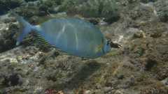 Siganus sutor