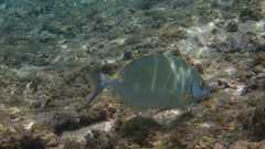 Siganus sutor