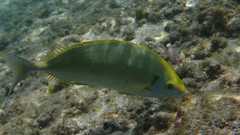 Siganus sutor