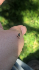 Anthonomus quadrigibbus