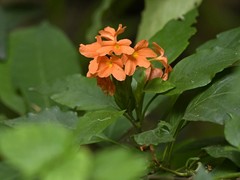 Crossandra infundibuliformis