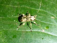 Leptostylus batesi