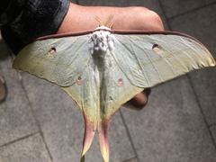 Actias