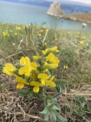 Thermopsis lanceolata