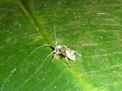Leptostylus batesi
