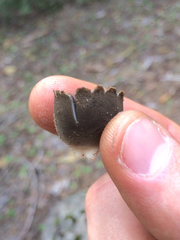 Dissingia leucomelaena