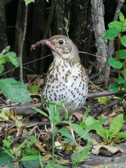 Turdus philomelos