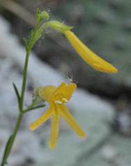 Penstemon pinifolius