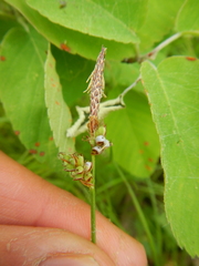 Anthracoidea caricis