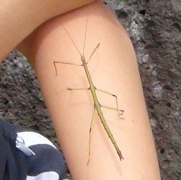 Phraortes elongatus (Thunberg, 1815)