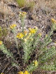 Heterotheca angustifolia