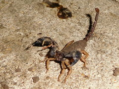 Opisthacanthus