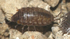 Chaetophiloscia cellaria