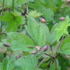 Eurydema gebleri
