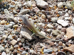 Cophosaurus texanus scitulus