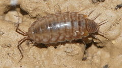 Chaetophiloscia cellaria