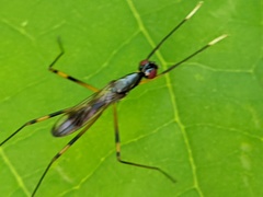 Rainieria antennaepes